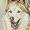 NorthernDogs